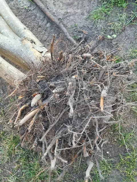 Garten im Jahreslauf (Foto: Katja Woidtke)

Wurzelballen unserer über 20-jährigen Glanzmmispel | Foto: Katja Woidtke