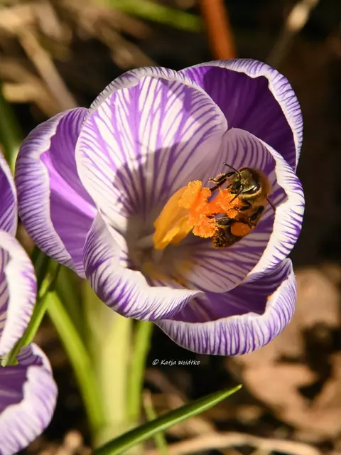 Garten im Jahreslauf (Foto: Katja Woidtke)

Krokusblüte auf der wilden Wiese | Foto: Katja Woidtke