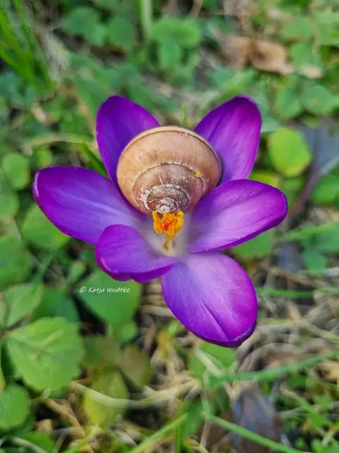 Garten im Jahreslauf (Foto: Katja Woidtke)

Chillen auf einer Krokusblüte | Foto: Katja Woidtke