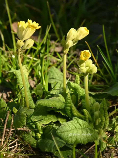 Garten im Jahreslauf (Foto: Katja Woidtke)

Schlüsselblume auf unserer wilden Wiese | Foto: Katja Woidtke