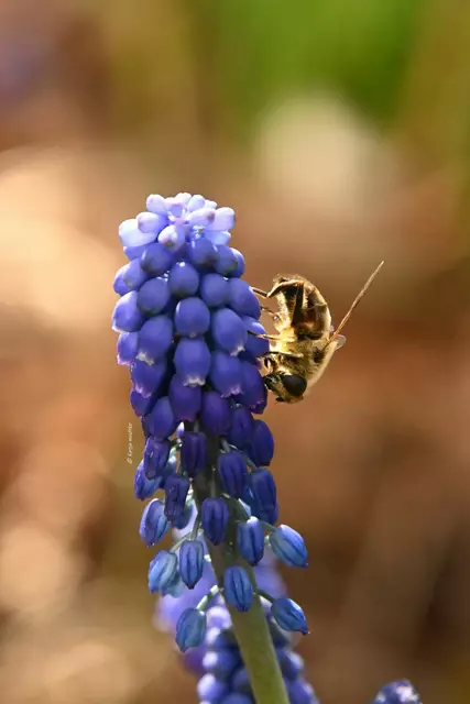 Garten im Jahreslauf (Foto: Katja Woidtke)

Schwebfliege an der Blüte einer Perlhyazinthe (Muscari) | Foto: Katja Woidtke
