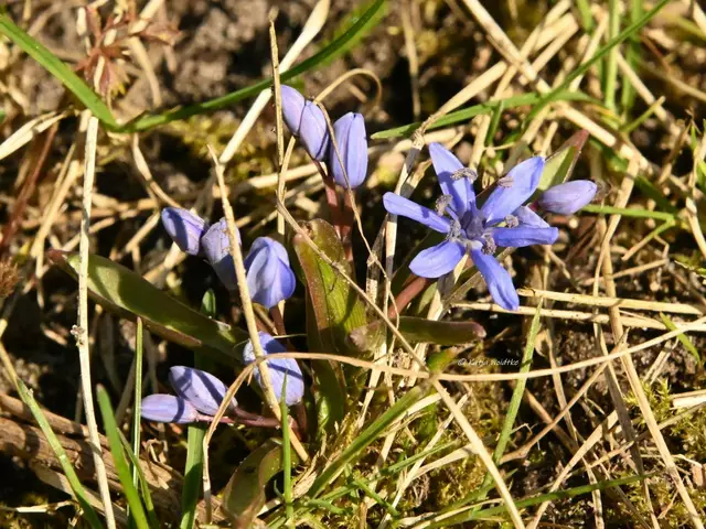 Garten im Jahreslauf (Foto: Katja Woidtke)

Die Scilla blühen auf unserer wilden Wiese | Foto: Katja Woidtke