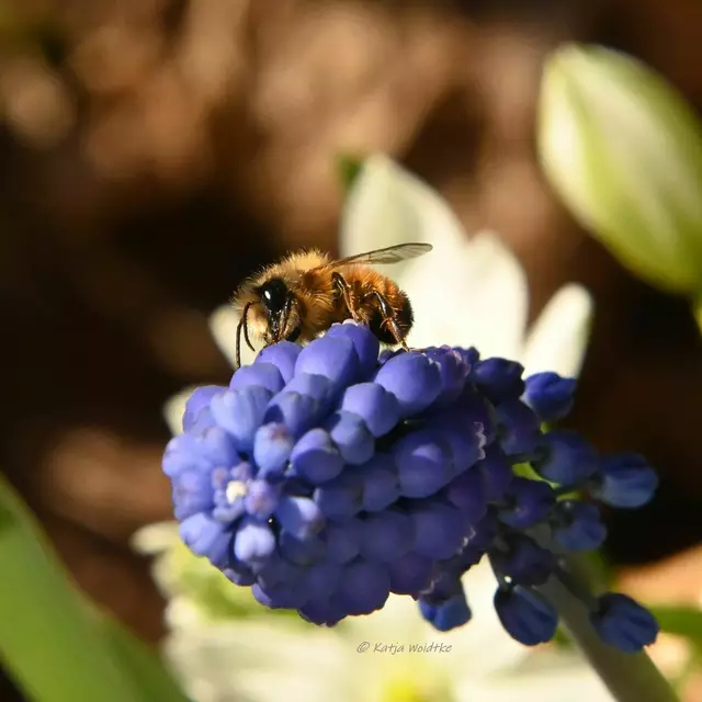 Garten im Jahreslauf (Foto: Katja Woidtke)

Biene auf der Blüte einer Perlhyazinthe (Muscari) | Foto: Katja Woidtke