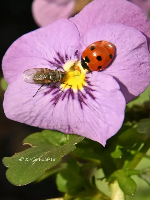 Garten im Jahreslauf (Foto: Katja Woidtke)

Kleines Glück im kleinen Garten | Foto: Katja Woidtke