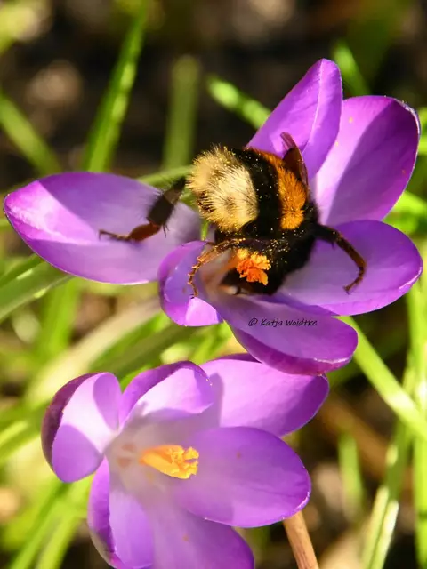 Garten im Jahreslauf (Foto: Katja Woidtke)

Krokusblüte auf der wilden Wiese mit Hummelkönigin | Foto: Katja Woidtke
