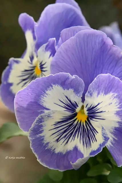 Garten im Jahreslauf (Foto: Katja Woidtke)

Stiefmütterchen | Foto: Katja Woidtke