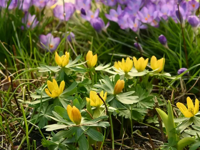 Garten im Jahreslauf (Foto: Katja Woidtke)

Winterlinge und Krokusse setzten Anfang März bunte Akzente im Beet | Foto: Katja Woidtke