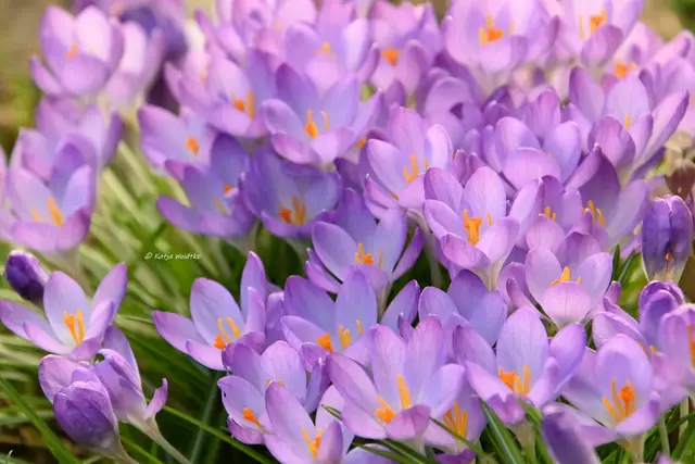 Garten im Jahreslauf (Foto: Katja Woidtke)

Krokusse über Krokusse | Foto: Katja Woidtke