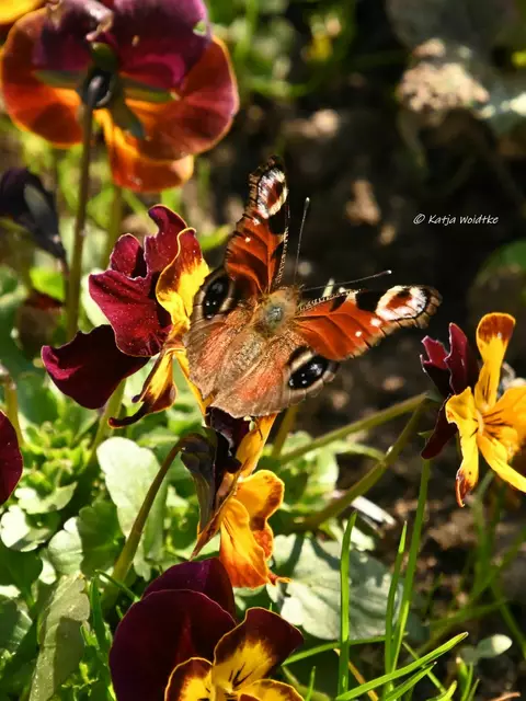 Garten im Jahreslauf (Foto: Katja Woidtke)

Tagpfauenauge (Aglais io) | Foto: Katja Woidtke