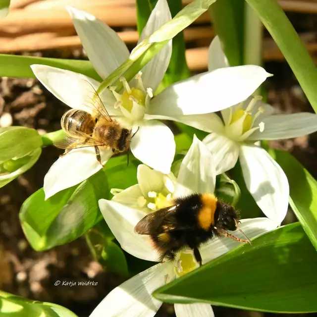 Garten im Jahreslauf (Foto: Katja Woidtke)

Unzählige Insekten tummeln sich an den Blüten unserer Frühblüher | Foto: Katja Woidtke