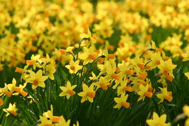 Berggarten im Jahreslauf (Foto: Katja Woidtke)

Ein Traum in gelb - Narzissen blühen vor dem Bibliothekspavillon | Foto: Katja Woidtke