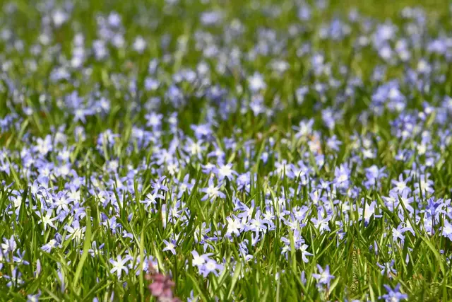 Berggarten im Jahreslauf (Foto: Katja Woidtke)

Scillablüte am Mausoleum | Foto: Katja Woidtke