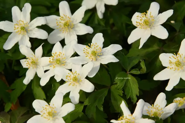 Berggarten im Jahreslauf (Foto: Katja Woidtke)

Buschwindröschen (Anemone nemorosa) | Foto: Katja Woidtke