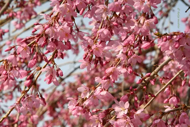 Berggarten im Jahreslauf (Foto: Katja Woidtke)

Japanische Zierkirsche (Prunus subhirtella) "Pendula Rubra" | Foto: Katja Woidtke