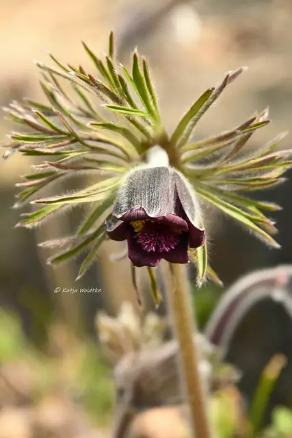 Berggarten im Jahreslauf (Foto: Katja Woidtke)

Dunkle Wiesen-Küchenschelle (Pulsatilla pratensis ssp. nigricans) | Foto: Katja Woidtke