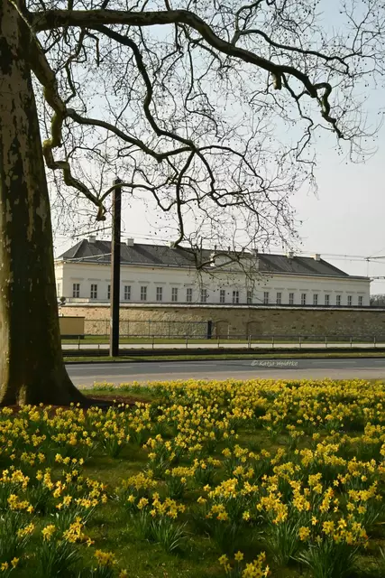 Berggarten im Jahreslauf (Foto: Katja Woidtke)

Ein Traum in gelb - Narzissen blühen vor dem Bibliothekspavillon

Blick zum Schloss Herrenhausen | Foto: Katja Woidtke