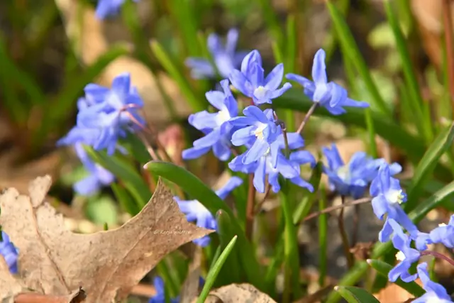 Berggarten im Jahreslauf (Foto: Katja Woidtke)

Die Scilla blühen  | Foto: Katja Woidtke