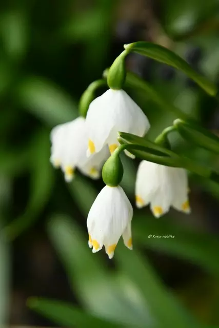 Berggarten im Jahreslauf (Foto: Katja Woidtke)

Märzenbecher (Leucojum vernum) | Foto: Katja Woidtke