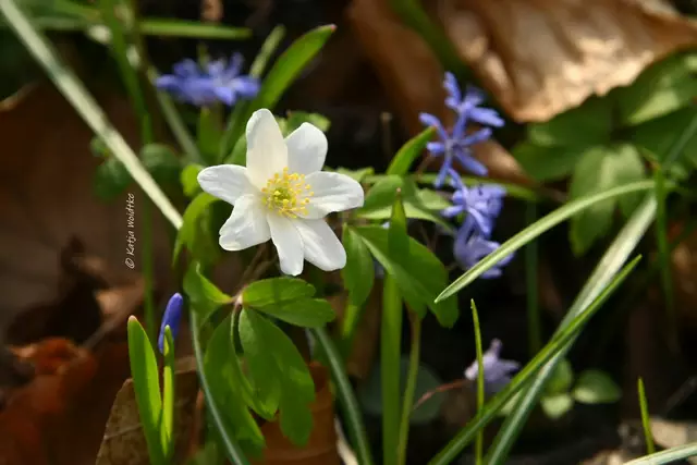 Berggarten im Jahreslauf (Foto: Katja Woidtke)

Buschwindröschen (Anemone nemorosa) | Foto: Katja Woidtke