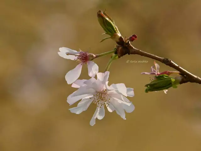 Berggarten im Jahreslauf (Foto: Katja Woidtke)

Frühjahrs-Kirsche (Prunus subhirtella) "Autumnalis" | Foto: Katja Woidtke