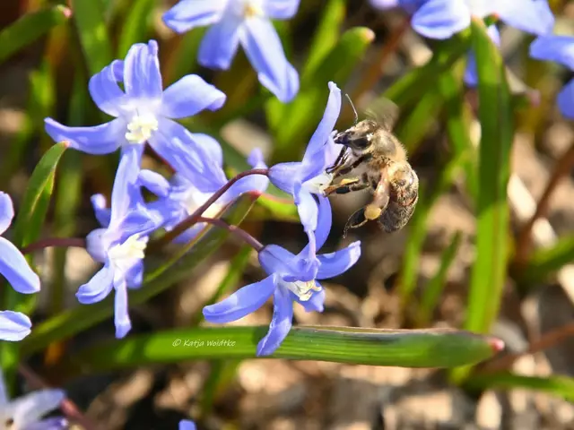 Berggarten im Jahreslauf (Foto: Katja Woidtke)

Bienenbesuch an den Blüten der Scilla | Foto: Katja Woidtke