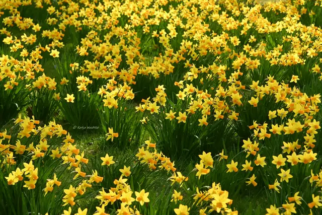 Berggarten im Jahreslauf (Foto: Katja Woidtke)

Ein Traum in gelb - Narzissen blühen vor dem Bibliothekspavillon | Foto: Katja Woidtke