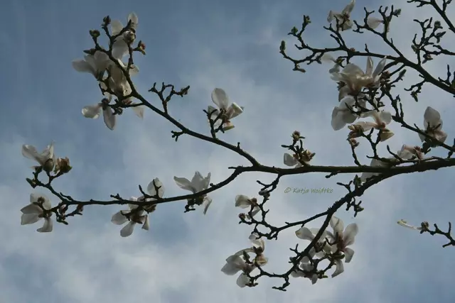 Berggarten im Jahreslauf (Foto: Katja Woidtke)

Magnolia zenii | Foto: Katja Woidtke