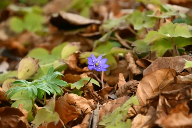 Berggarten im Jahreslauf (Foto: Katja Woidtke)

Leberblümchen (Hepatica nobilis)
 | Foto: Katja Woidtke