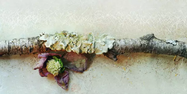 Stillleben mit 'Lenzrose' (Helleborus orientalis)
