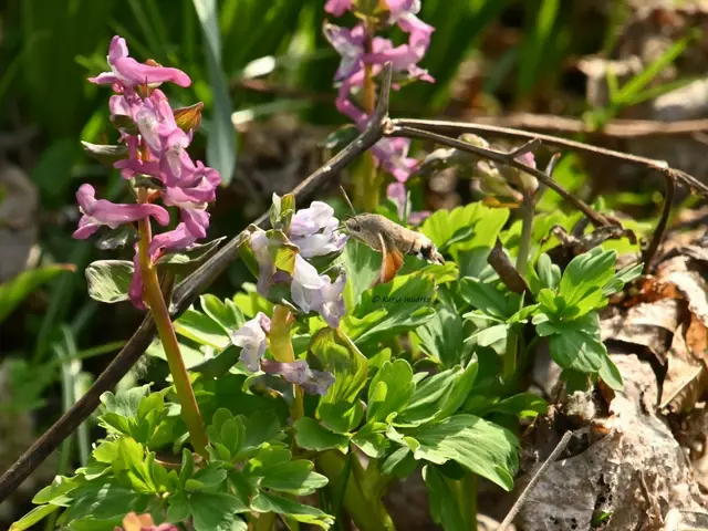 Berggarten im Jahreslauf (Foto: Katja Woidtke)

Taubenschwänzchen (Macroglossum stellatarum) | Foto: Katja Woidtke