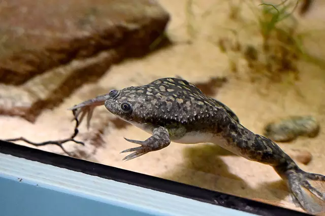 Afrikanischer Krallenfrosch