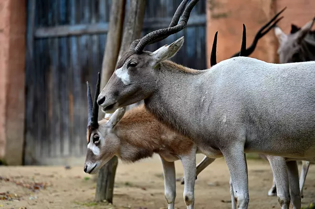 Addax-Antilope