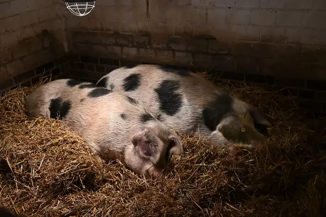 Buntes Bentheimer Landschwein in Meyers Hof