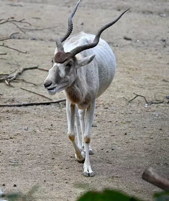 Addax