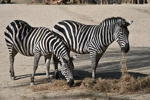 Zebras