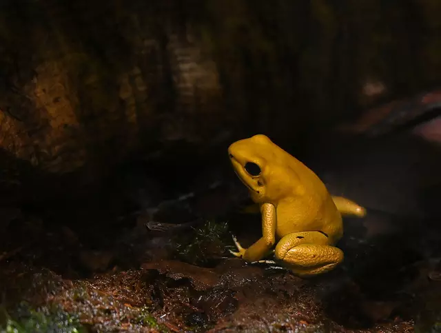 Der "Schreckliche Pfeilgiftfrosch"