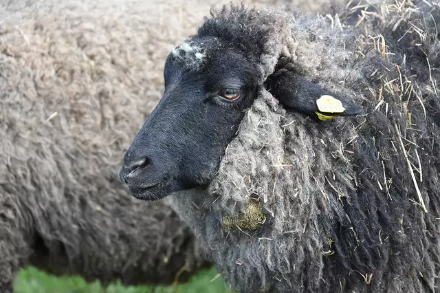 Rauhwolliges Pommersches Landschaf