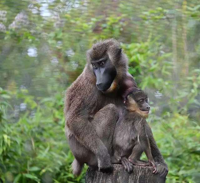 Drillweibchen mit Nachwuchs