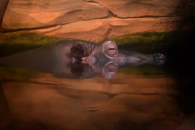 Flusspferd beim Dösen