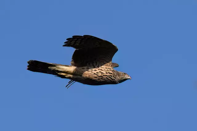 Foto: Copyright Andreas Schäfer