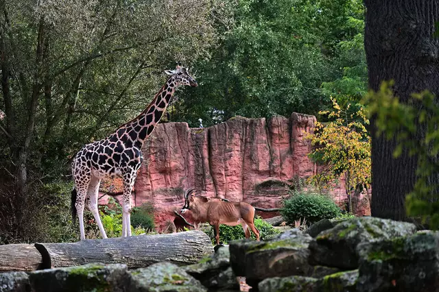 Rothschild-Giraffe und Pferdeantilope