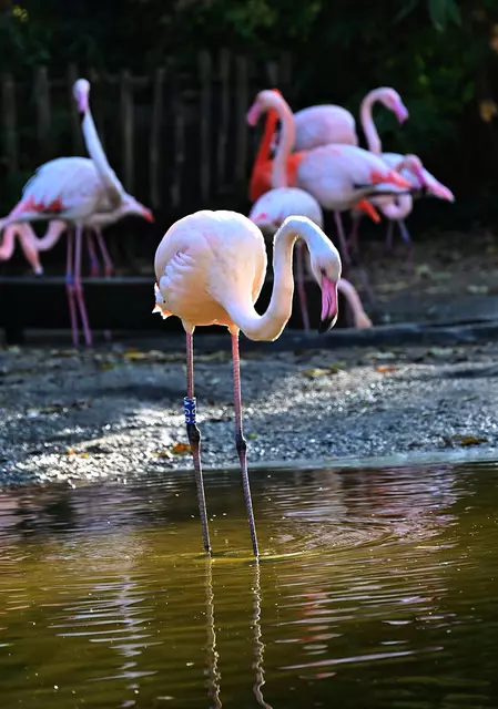 Flamingos