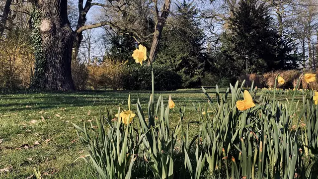 Im Lindengarten, in der altstadtnahen Parkanlage, bestimmen Narzissen das Frühlingsbild. Foto: Helmut Kuzina