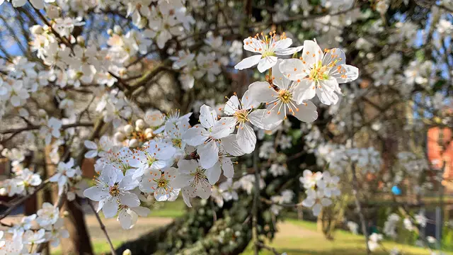 Vor den Blättern erscheinen die weißen Blüten der Kirschpflaumen. Foto: Helmut Kuzina