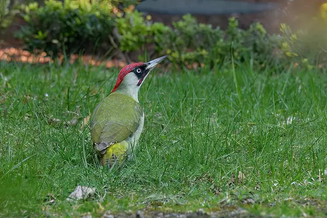 Foto: Copyright Andreas Schäfer