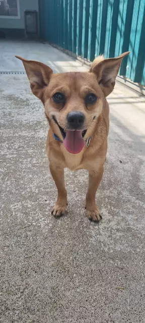 Benny | Foto: Sabine Pollok