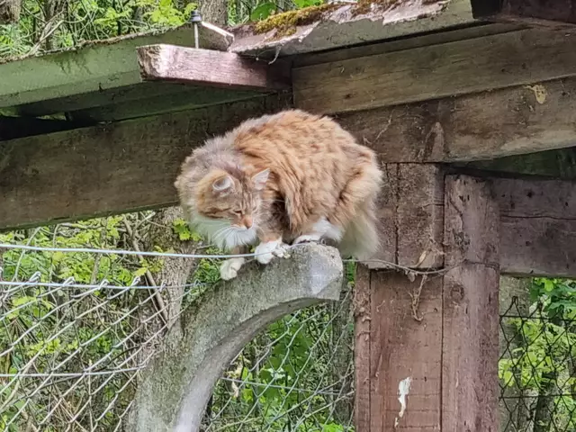 Mila | Foto: Sabine Pollok