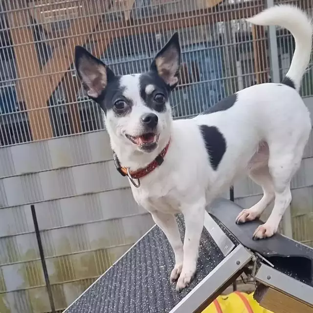 Bonny | Foto: Sabine Pollok