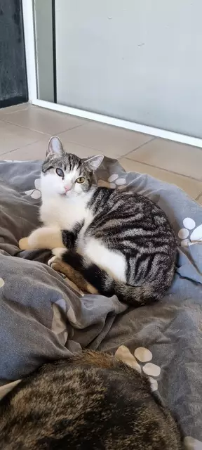 Vitus | Foto: Sabine Pollok