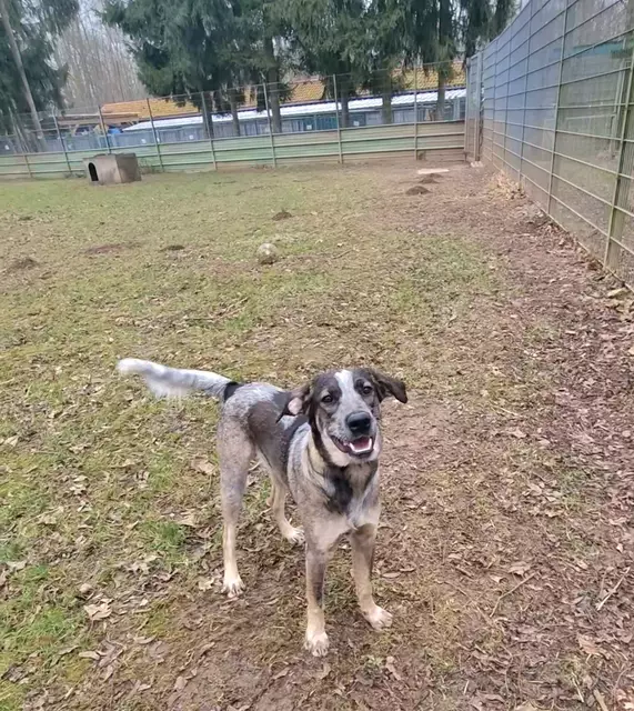 Elvis | Foto: Sabine Pollok